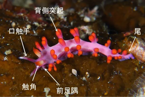 裸鰓目サキシマミノウミウシ科