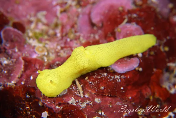  Notodoris 属について