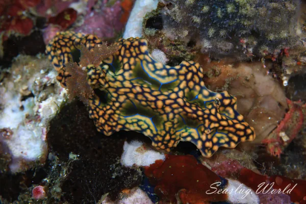 ヨセナミウミウシ