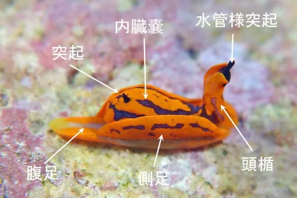 頭楯目ウミコチョウ科