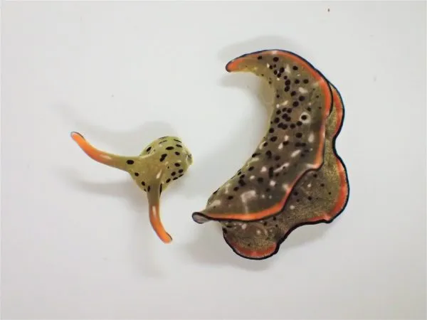 自切したコノハミドリガイ