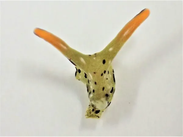 自切直後のコノハミドリガイ