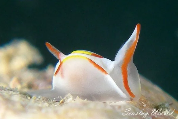 シラタマウミコチョウ