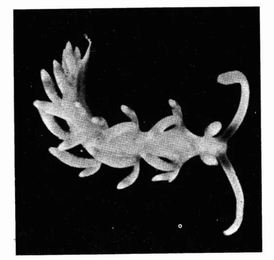 Flabelina alisonae