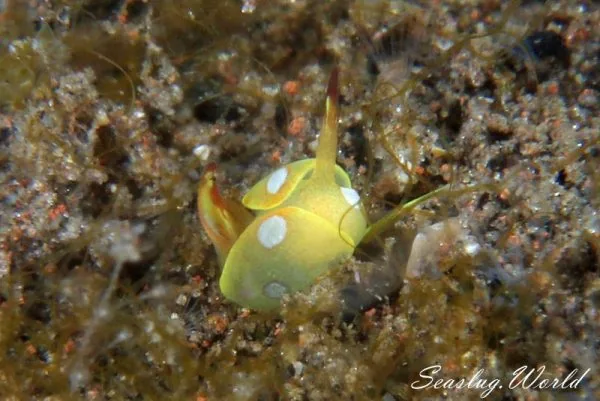 Siphopteron flavolineatum