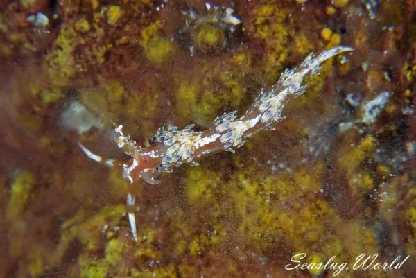 リンカミノウミウシ Caloria sp.