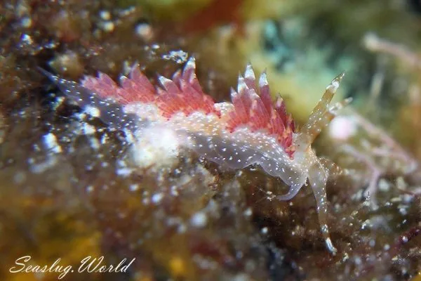 ガヒミノウミウシ Facelina sp. 