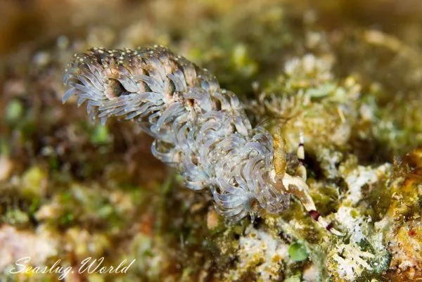 オオムカデミノウミウシ Pteraeolidia sp. 