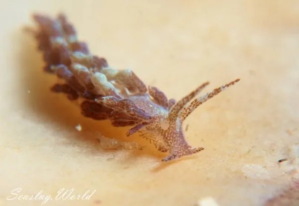 リーフミノウミウシ Cuthona sp.