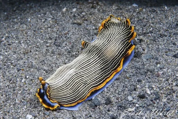 タテジマウミウシの仲間についた新規学名