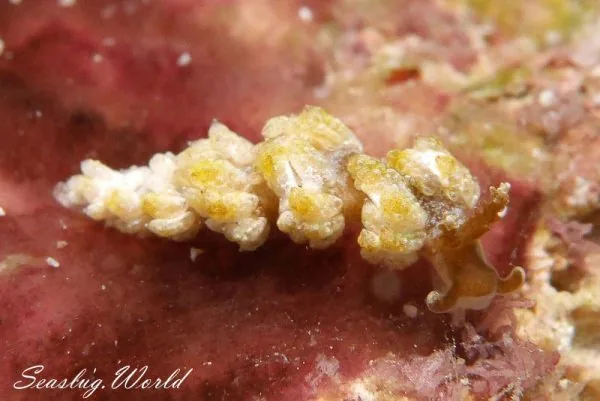 チャカミノモドキ Baeolidia variabilis Carmona, Pola, Gosliner & Cervera, 2014