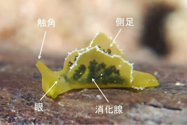 嚢舌目チゴリミドリガイ科