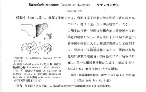 ツヅレウミウシ