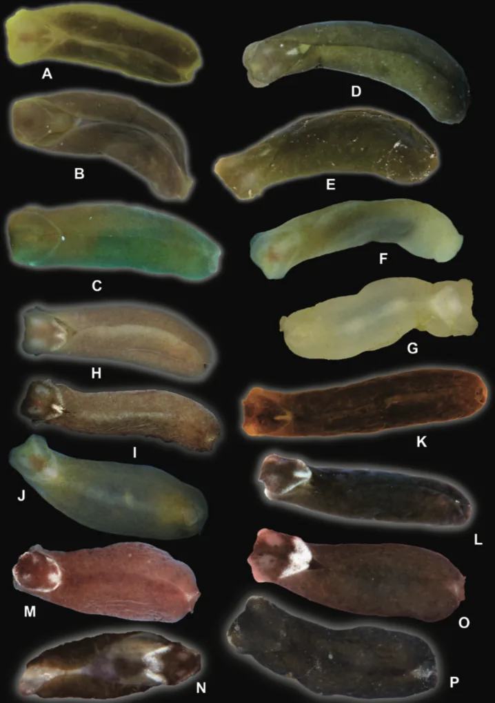 Systematic revision, diversity patterns and trophic ecology of the tropical Indo-West Pacific sea slug genus Phanerophthalmus A. Adams, 1850 (Cephalaspidea, Haminoeidae) Diversity of Phanerophthalmus sea slugs Invertebrate Systematics