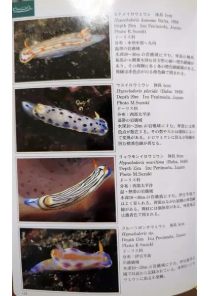 ニシキウミウシとフルーツポンチとフタイロニシキの話