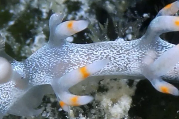 ケラマミノウミウシの背面