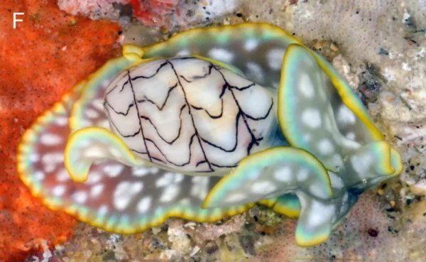 Micromelo scriptus