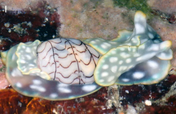 Micromelo barbarae sp. nov.