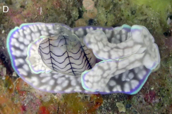 Micromelo guamensis
