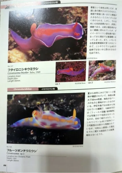 ウミウシガイドブック2 フルーツポンチ
