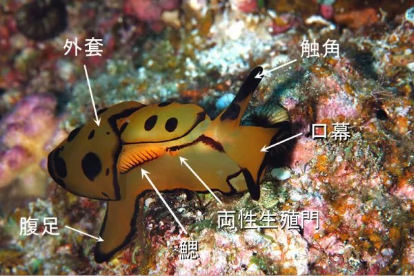 背楯目カメノコフシエラガイ科