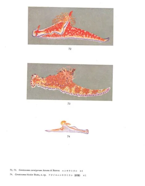 相模湾後鰓類図譜