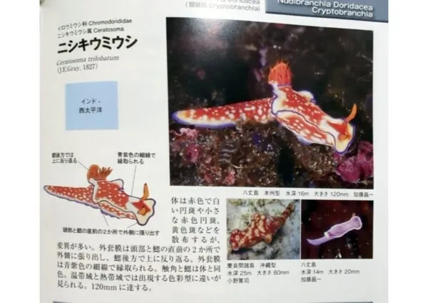 新版ウミウシ ニシキウミウシ