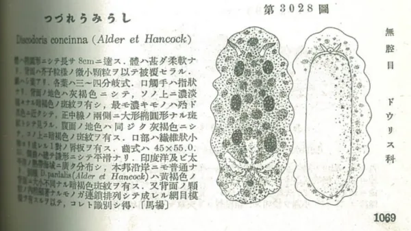 つづれうみうし