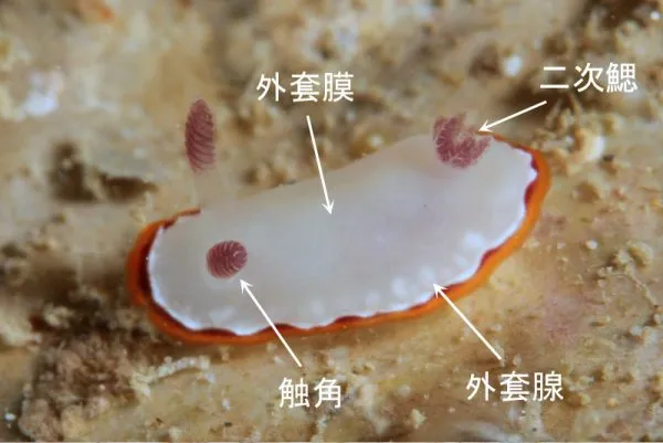 裸鰓目イロウミウシ科