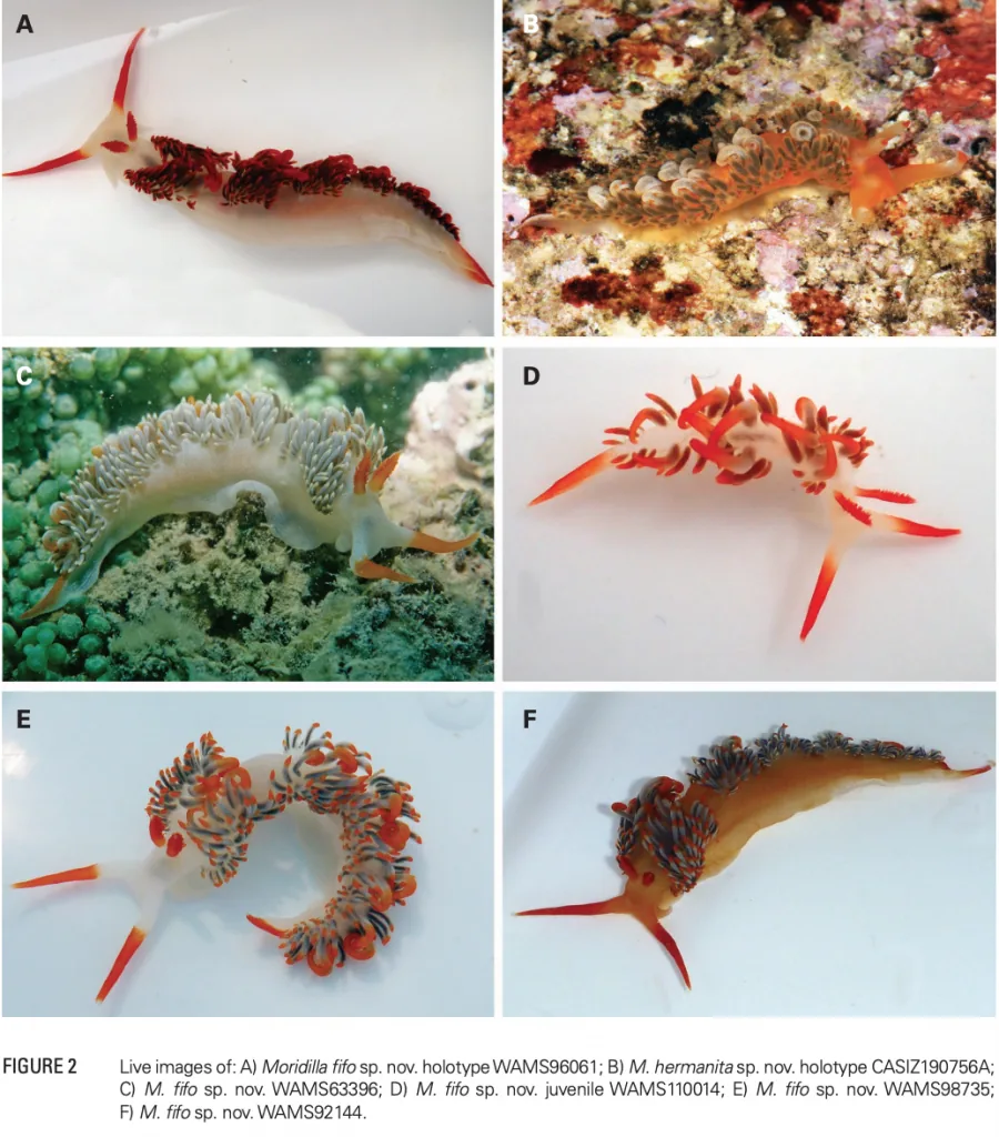 Carmona L. & Wilson N.G. (2018). Two new species of the tropical facelinid nudibranch Moridilla Bergh, 1888 (Heterobranchia: Aeolidida) from Australasia. Records of the Western Australian Museum. 33: 95-102., available online at https://doi.org/10.18195/issn.0312-3162.33(33