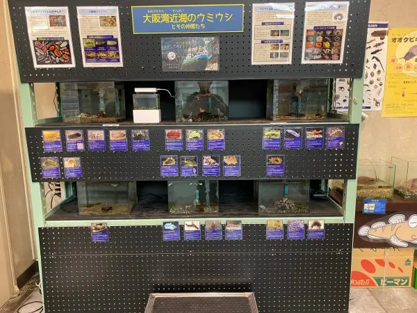 大阪湾ウミウシ観察会にゲスト参加してきました