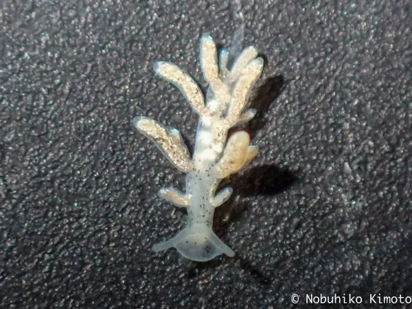Tenellia adspersa