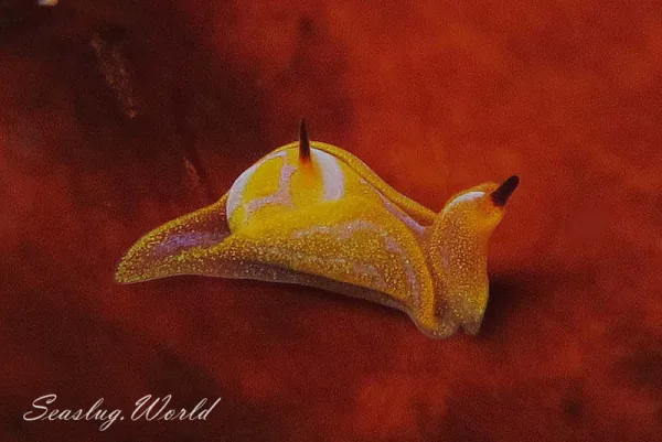  Siphopteron citrinum  とレモンウミコチョウ