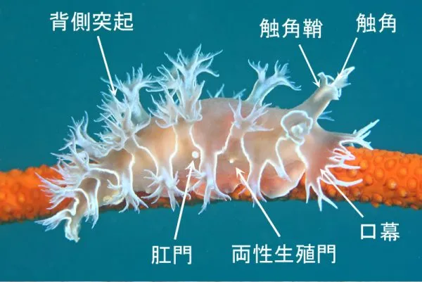 裸鰓目ホクヨウウミウシ科