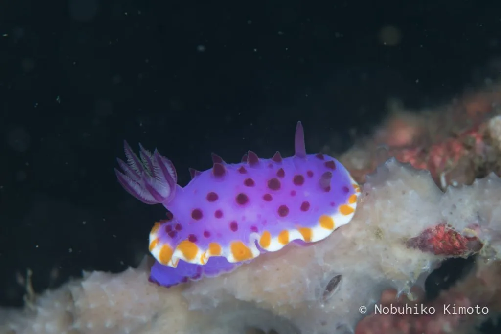 メキシクロミス・マクロパス Mexichromis macropus