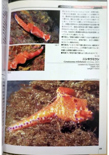 ウミウシガイドブック ニシキウミウシ