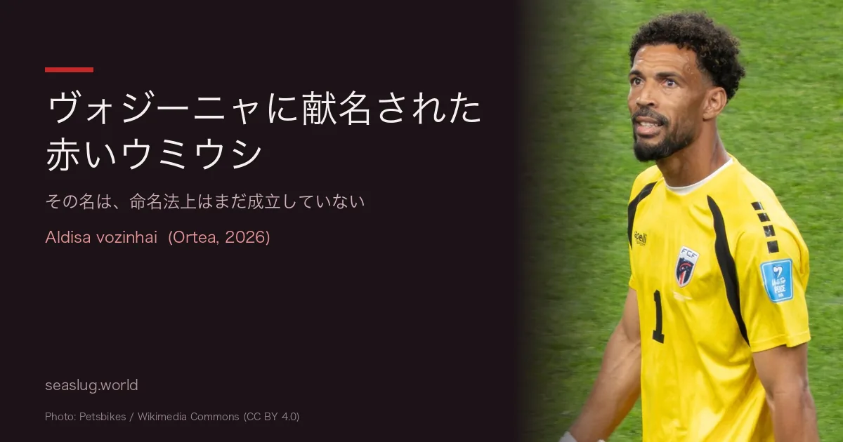 サッカーW杯の英雄ヴォジーニャに献名された赤いウミウシ Aldisa vozinhai を原記載から読む