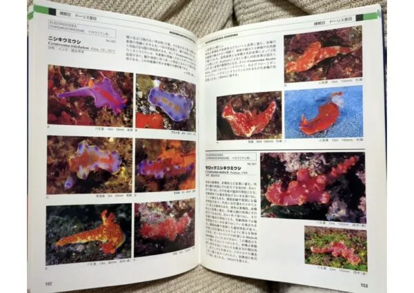 本州のウミウシ ニシキウミウシ