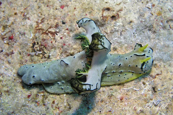 タチアオイウミウシ