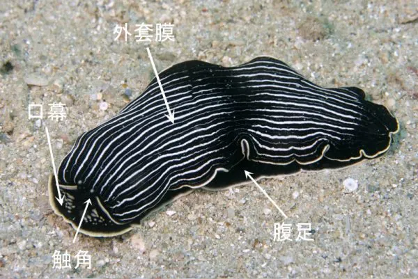 裸鰓目タテジマウミウシ科