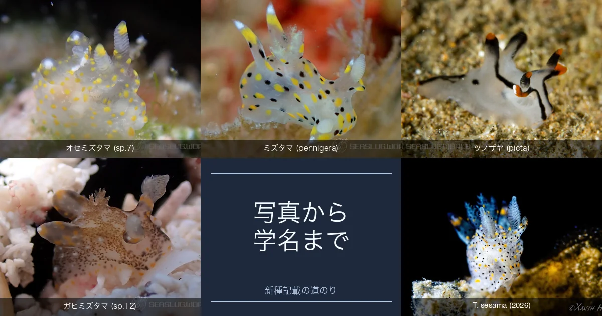 オセミズタマウミウシは新種か 写真から学名までにやること