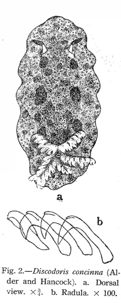 Discodoris concinna