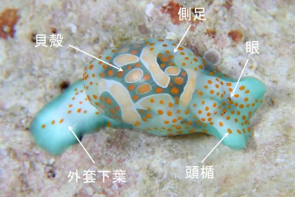ウミウシの体の名称