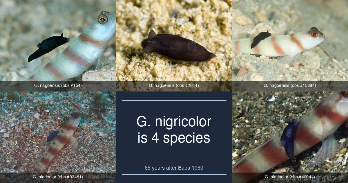 Gymnodoris nigricolor is a four-species complex: 65 years after Baba's 4 mm holotype