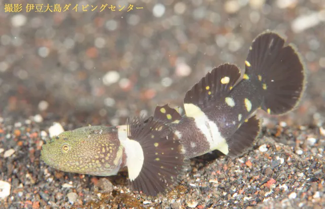 キマダラハゼ