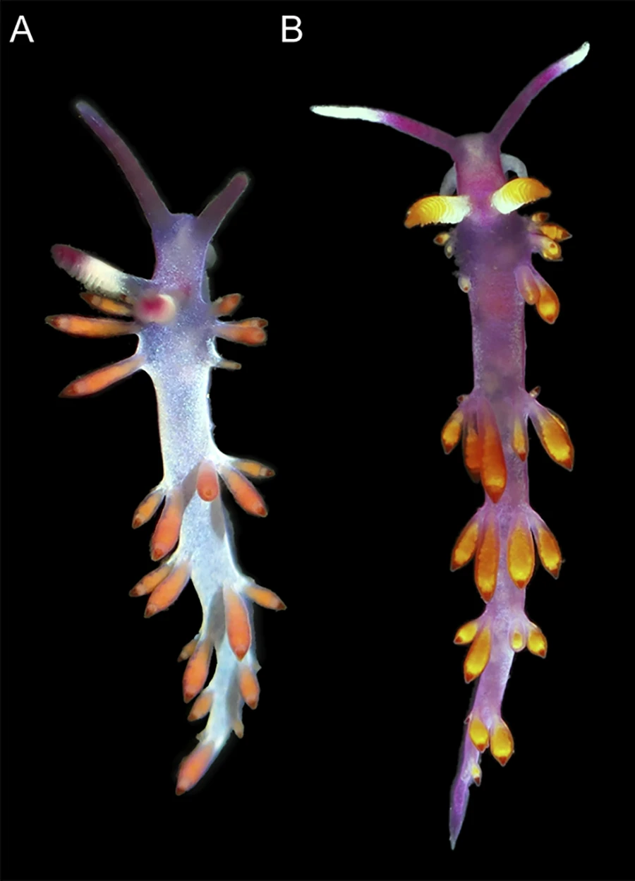 Fig 7 A+B from Ekimova et al. (2026), PLoS One 21(5):e0347759 (CC-BY 4.0). A = Launsina rubropurpurata comb. nov. (New Caledonia, MNHN-IM-2019-27166); B = Launsina tanyae sp. nov. (Vietnam, holotype MIMB52174). SEM panels C-F of the original figure are omitted.