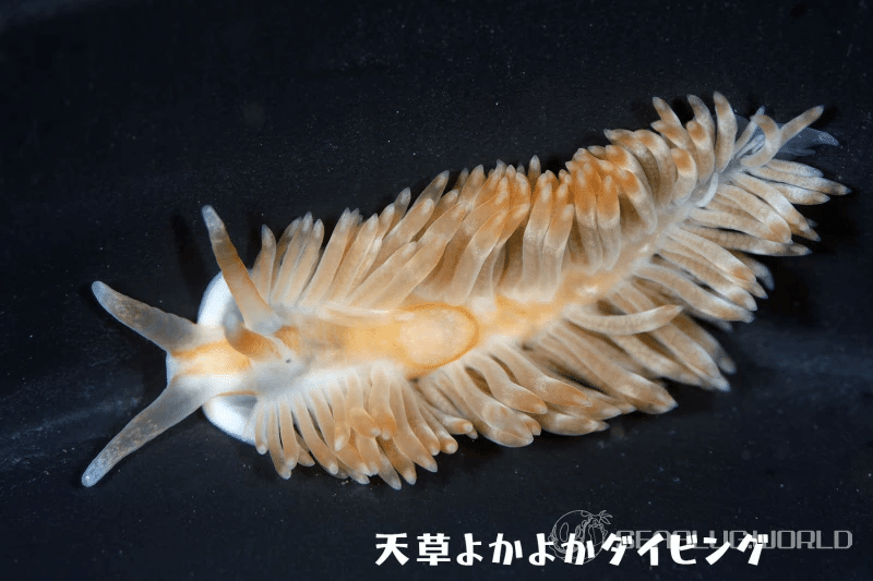 A. decorus