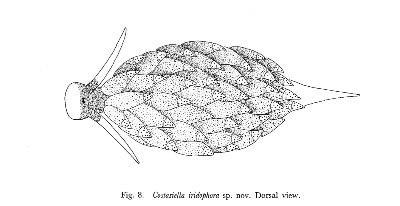 Saccoglossa (Opisthobranchia) from the Ryukyu Islands