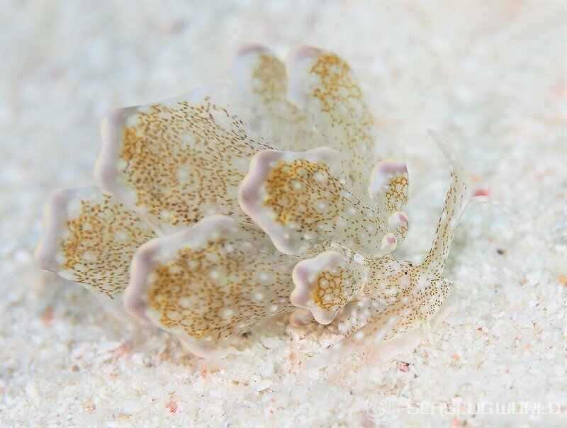 hanabira-umiushi (Cyerce blackburnae)
