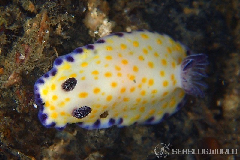 komon-umiushi (Goniobranchus aureopurpureus)
